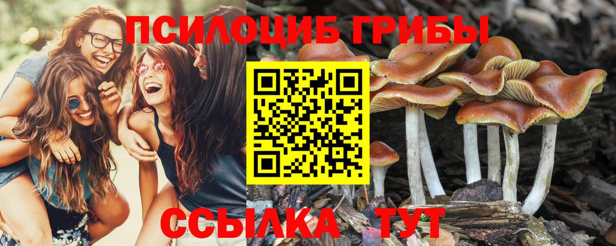 сколько стоит  Псилоцибиновые грибы Cubensis  Вход с VPN  Корсаков 